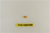 藏品(拉氏清溪蟹)的圖片